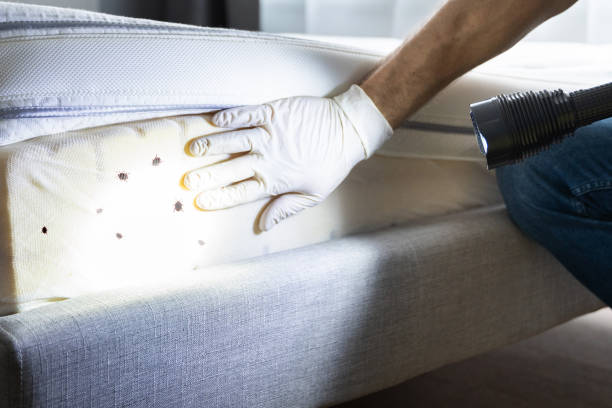 Best Pest Control Near Me  in Maryland Heights, MO