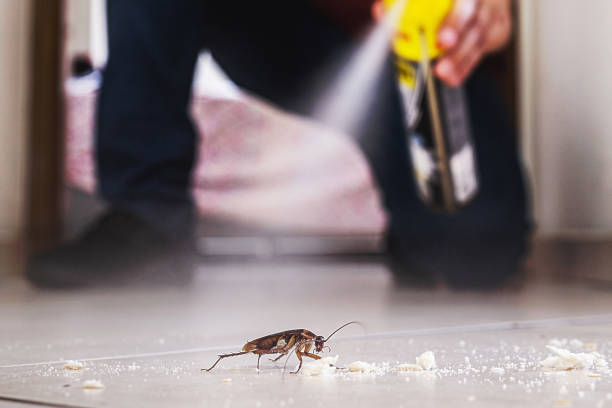 Wasp Removal Services in Maryland Heights, MO